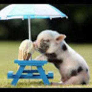 Meet your Posher, Annelise